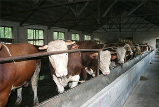 湖南 最大的 牛羊市场湖南 牲畜 市场在什么地方