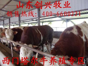 深圳肉牛养殖场,养牛创兴牧业咱农民的选择