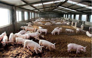 发酵饲料及其在养猪生产上的研究进展